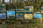 Bijenkasten in de tuin.