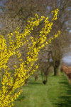 ... en de forsytia. Allemaal kleuren ze de lente.