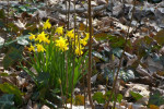 ... en narcissen in het bos.