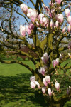 ... de magnolia ...