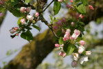 Het is lente!