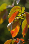 En dan komt de herfst met haar eigen kleuren.