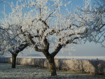 De fruitbomen wachten in stilte op de nieuwe lente.